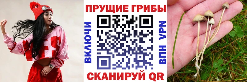 закладка  Верхняя Тура  Псилоцибиновые грибы MAGIC MUSHROOMS 